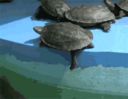 pleatedjeans:  scumbag turtle [video] 