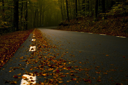 cuteautumn:  all year round autumn/halloween blog!