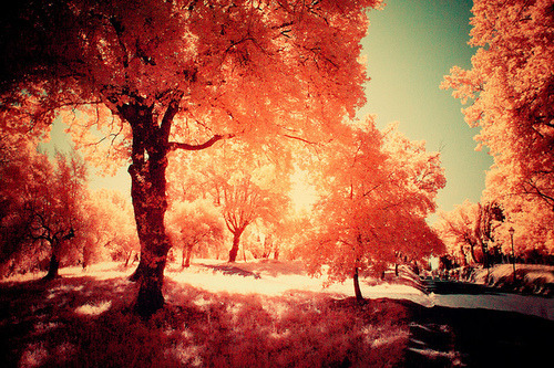 Sweet Escape