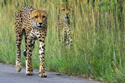 llbwwb:  Cheetahs,ready for the hunt. by arno&amp;louise wildlife @ flickr cc 