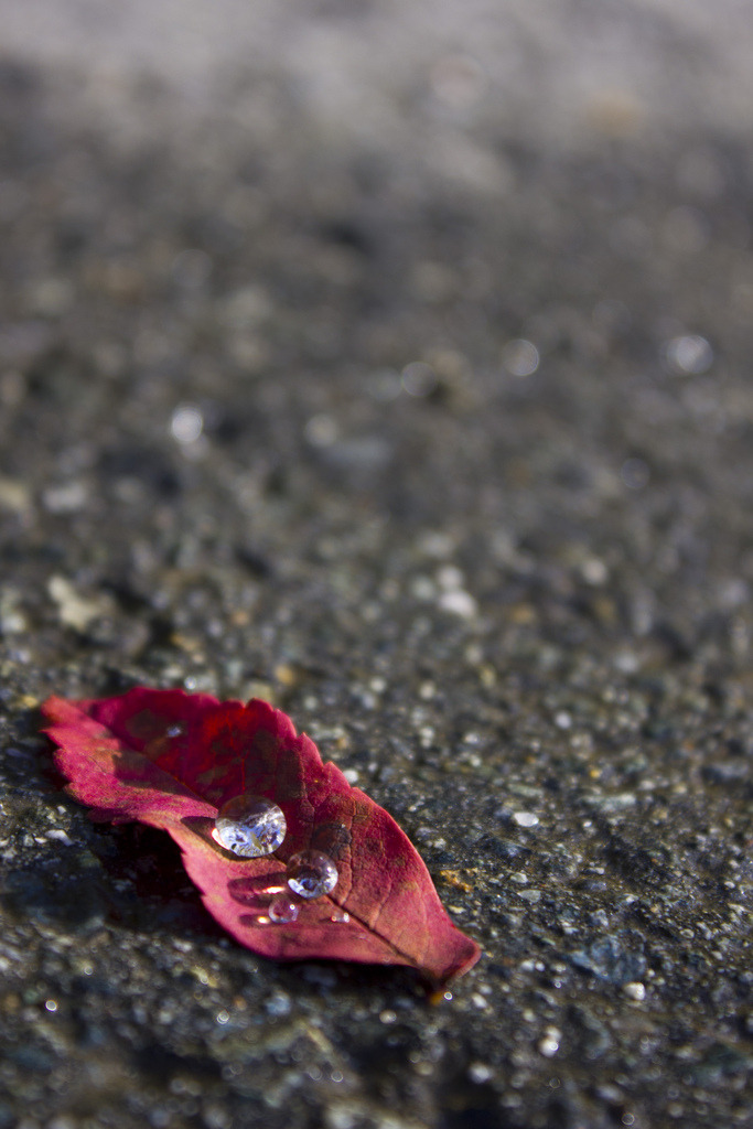 scandinaviansky:  Walk me out in the morning dew, my heartYou know I can’t walk