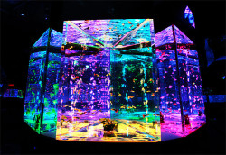 the-iridescence:  Rainbow Color Aquarium