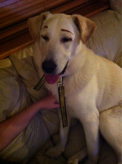 toothteeth:  I put eyebrows on my dog omfg