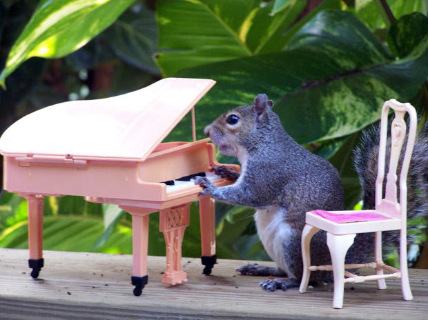 elspethjane:  A grey squirrel appears to be playing a piano in this photo taken by