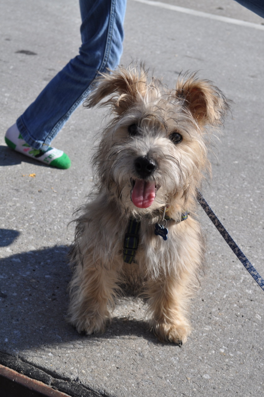 Ewell Uheldig Hvor handsome dogs for you in these trying times — Scrappy :) 1 year old, Cairn  Terrier poodle mix