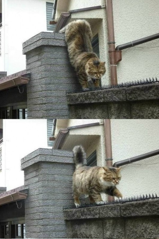 sar-sez-yes:  yaoiperfect:  konoto:  typette:    We ship cats now?!  yes  We shipped