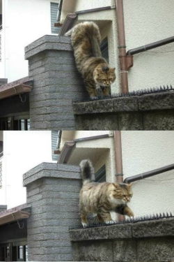 Sar-Sez-Yes:  Yaoiperfect:  Konoto:  Typette:    We Ship Cats Now?!  Yes  We Shipped