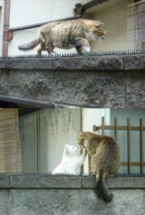 jali-jali:charmory:this is the most romantic thing i’ve seen all dayNo shit. That tom cat was like:&