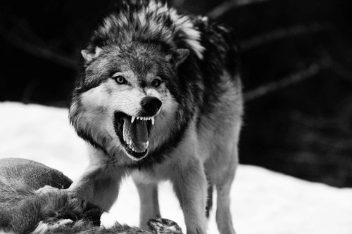 savagesilverwolf.tumblr.com/post/12502458216/