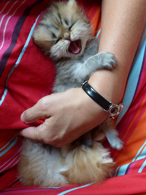 cherry-stained:  Good morning, Tumblr!  