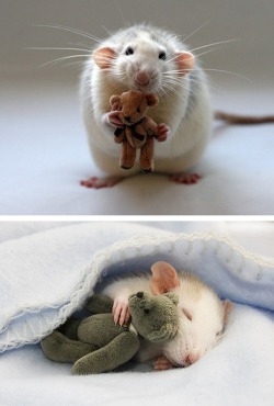 some-german-guy:   So, studies have proven that rats laugh when you tickle them. And now they cuddle tiny teddy bears. Rats, you are wonderful.  my heart just melted 