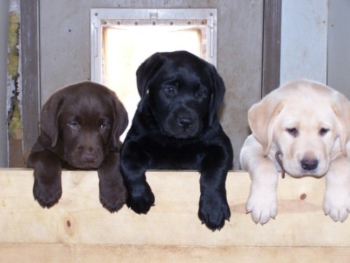 Lab Puppies Really Are The Cutest.