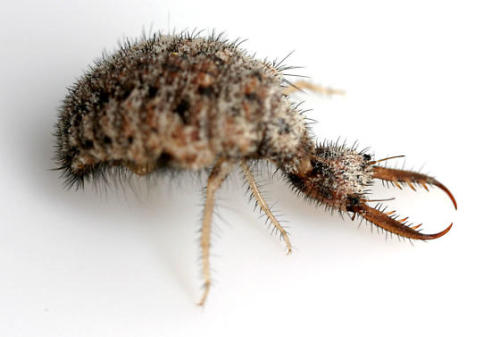 The antlion loves ants. It loves them so much that it digs a slippery, conical deathpit house of fun