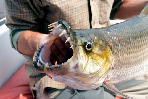 We’re gonna need a bigger boat. And some guns. Lots of guns. This is the goliath tigerfish. It