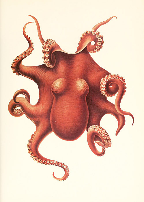 nevver:The Cephalopoda