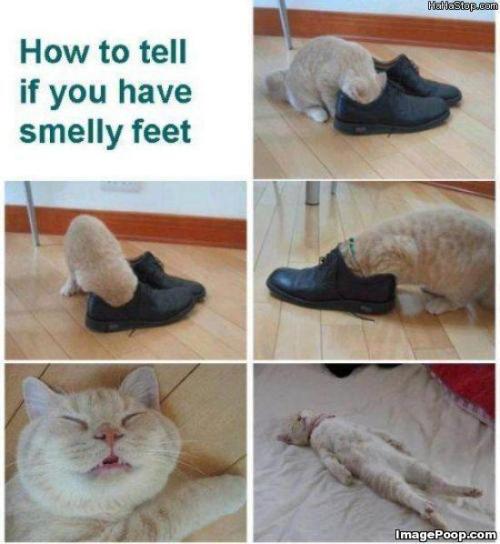 STINKY FEET&hellip; SMELLY SHOE TEST&hellip;certified &amp; unbiased&hellip;hehe