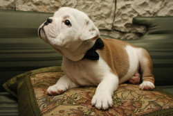 English Bulldog Love