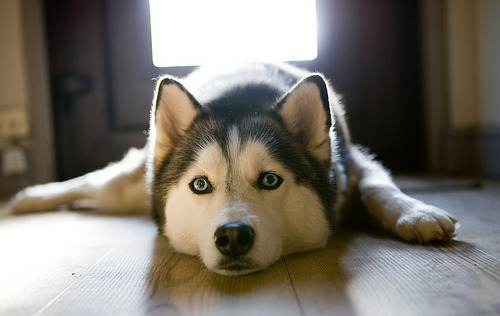 @AdorableBipolar atomos:  Siberian Husky. (by chris90cope(Brenda)) 