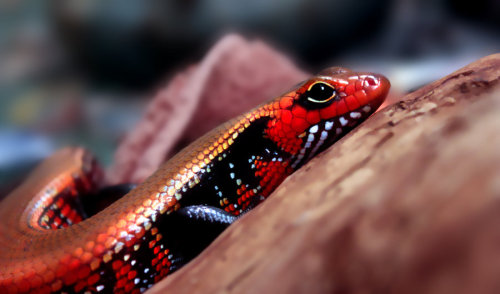 The Fire Skink (Riopa fernandi), also known as the True Fire Skink or Togo Fire Skink, is an average sized skink. They are a beautiful species known for their bright and vivid colouration. Native to Western Africa, they live fifteen to twenty years....