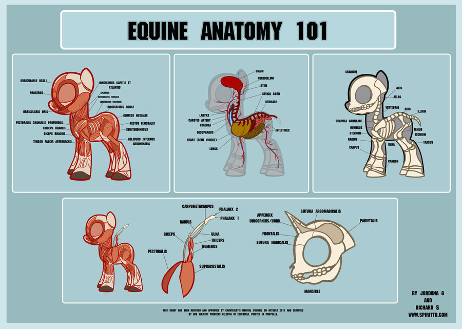 Pony Anatomy 101 by *spiritto OMG YES!!! I love stuff like this. And this is pretty