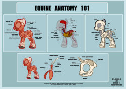 Pony Anatomy 101 by *spiritto OMG YES!!! I love stuff like this. And this is pretty well done too.