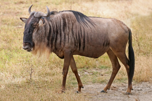 Wildebeests look like about eight different animals all squished together. But that doesn’t ev