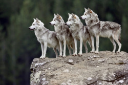 paomama:  The spectator of four wolves 