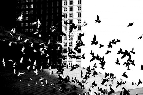 black-and-white:  Tessellaction (by Hughes Léglise-Bataille) 