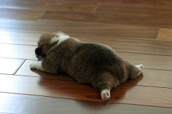 corgisandboobs:  This new generation Corgi has a very short battery life. They need to be re-charged with noms every hour.