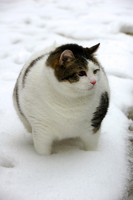 yungsang:  catsbeaversandducks:  “Walking in the snow makes me hungry.” Photo