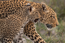 llbwwb:  Leopards,Side by side (by Wild Dogger)