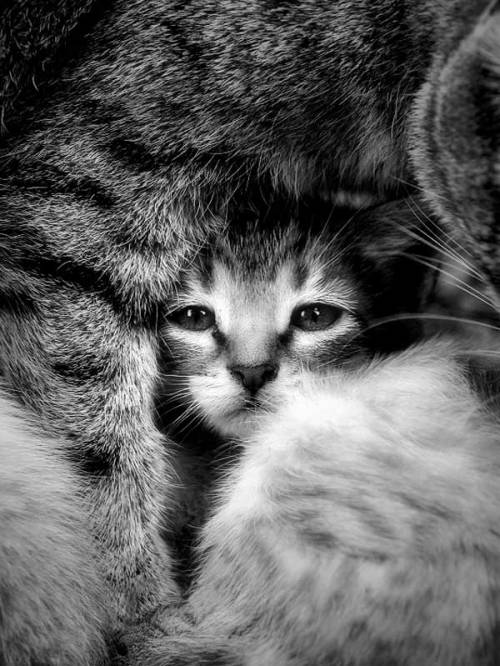 magicalnaturetour:  Photo by Ferran Jorda ~ Sweet Dreams beautiful friends ♥ 
