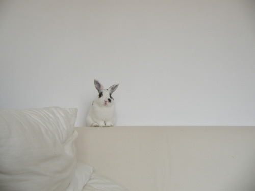 dailybunny:  Thanks, Nynke! 