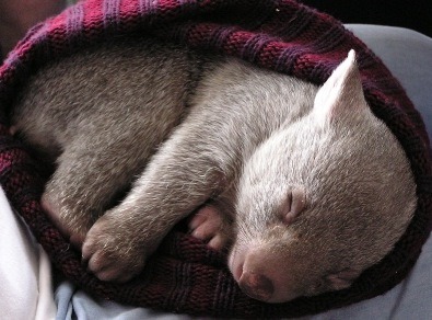 pandahadnap:wombat had nap