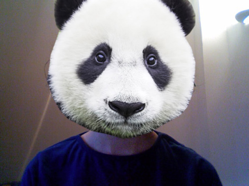 hi i am a panda