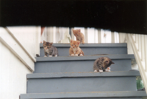 kittens inspired by kittens by Kira Okamoto on Flickr.