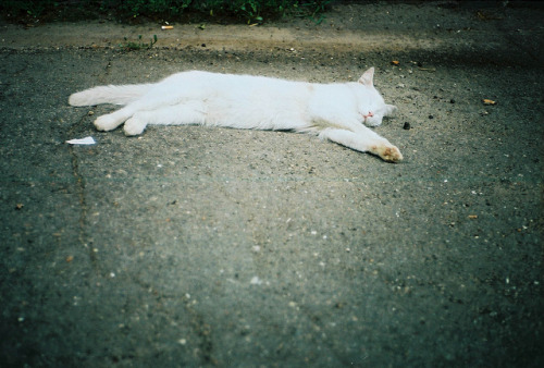 untitled by ponydream on Flickr.