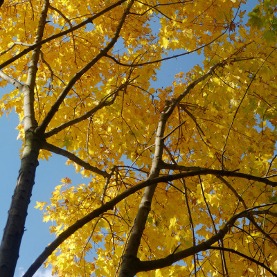 dendroica:
“Norway Maples on Flickr.
”