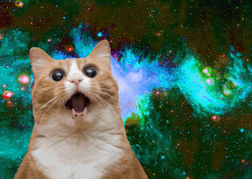 omgcatsinspace:  ok i know i already posted this cat but here’s a gif  m