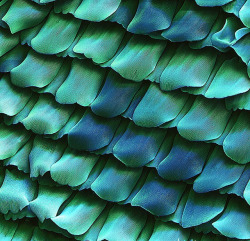 heythereuniverse:  Butterfly scales. 