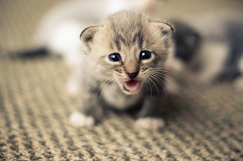 leilockheart:  FOLLOW for more photos 
