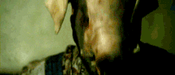  HERE! PIGGY PIGGY PIG PIG! 