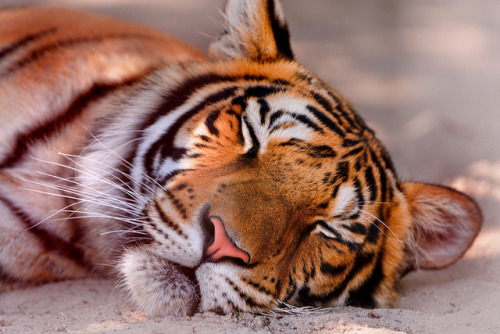 wildbigcats:Sleeping Indira by Tambako the Jaguar on Flickr.