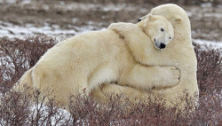 mothernaturenetwork:  Canada bolsters protection of polar bearsBecause it’s home to two-thirds of the world’s polar bear population, Canada is taking steps to better protect the endangered bear. 