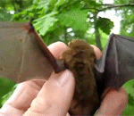 darkbookworm13:baturday:Right this way, sir, your room is ready.The second GIF, “RAAAHHH UNHAND ME, 