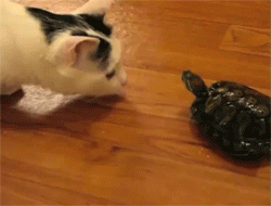 missmischief:  my cat was afraid of turtles