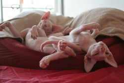 ohsmush:  I adore hairless cats.  They are so adorable aaaahhhh!