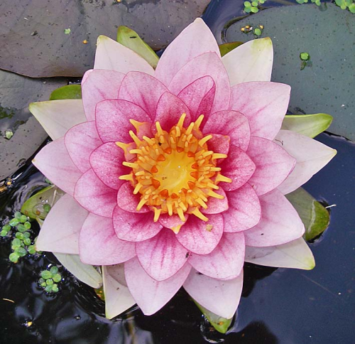fabulousflora:This waterlily plant was frozen under ice in the garden pond for two months last winte