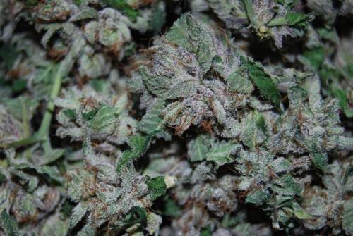 blowinonmedicinal:purple kush