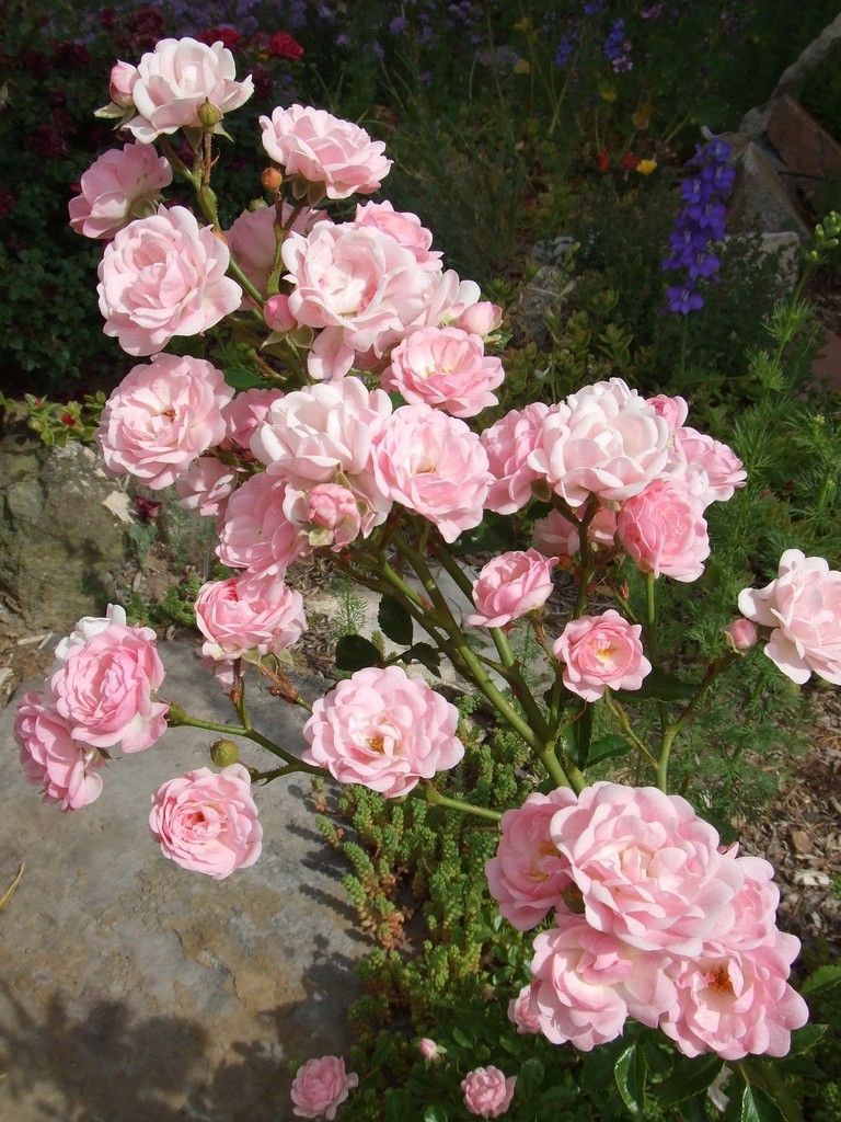 Heavy Petal.